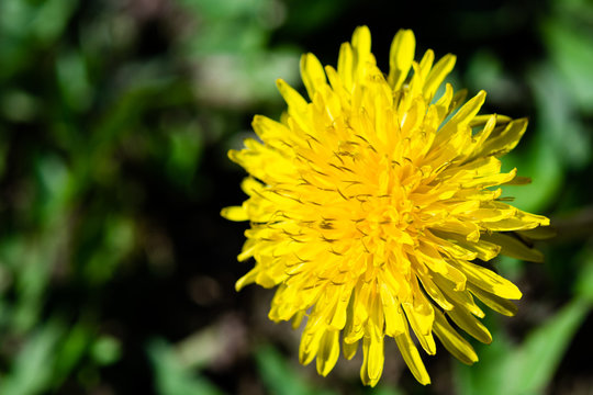Yellow Dandelion flower in closeup macro image.