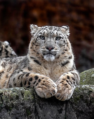 Snow leopard on the rock. Latin name - Uncia uncia	