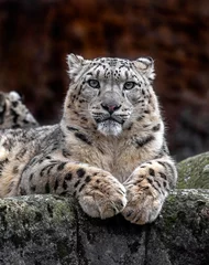 Fotobehang Luipaard Sneeuwluipaard op de rots. Latijnse naam - Uncia uncia  © Mikhail Blajenov
