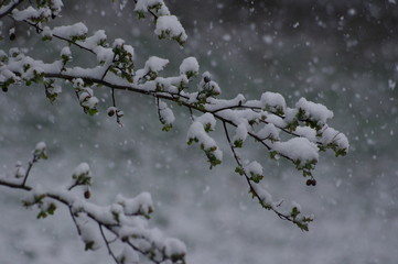 Paysage de neige sous la neige