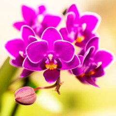 Fototapeta na wymiar Blooming violet mini orchids on a blurred background