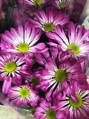 Beautiful lilac daisies on the market view 