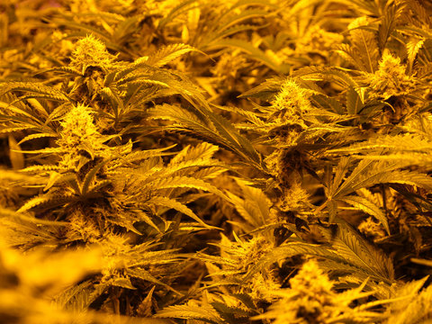 Cannabis, marijuana indoor grow, flower season with big buds