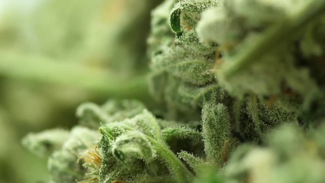 Finished Cannabis, hemp, marijuana, weed product, master kush, close up