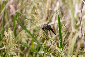 A female Red-winged Blackbird displays a surprising rose-colored feather pattern making this normally dull colored bird beautiful