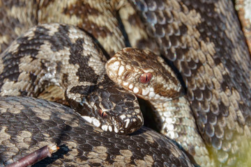 Venomous viper species