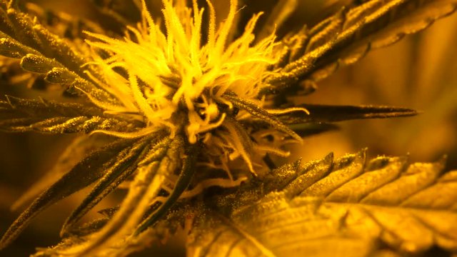 Cannabis, marijuana indoor grow, flower season with big buds