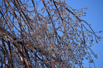 Branches d'arbBranches d'arbre après une tempête de verglas.re après une tempête de verglas.