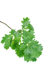 Oak branch with fresh, young green leaves isolated on white background
