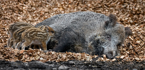 Wild sow and her piglets on the splinters. Latin name - Sus scrofa  © Mikhail Blajenov