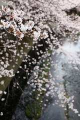 Obraz na płótnie Canvas 川の上の桜