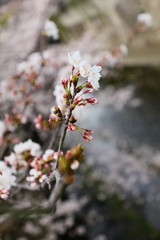 桜の花