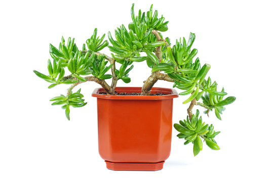 Crassula Gollum or Trumpet (Finger) Jade on white background