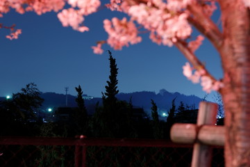 夜桜