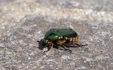 Rosenkäfer
