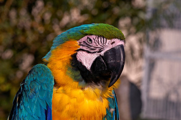 The colourful head of a Parrot in close up