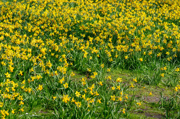 Obraz premium Field yellow crocuses