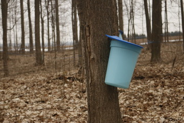 Maple Tapping - Tapping maple trees for their sap in the Spring which will be converted to maple...