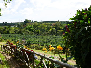 Plantation de café au Costa Rica
