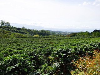 Fototapeta na wymiar Plantation de café au Costa Rica