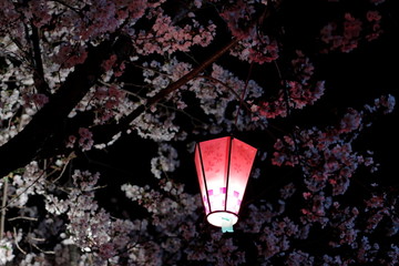 夜桜