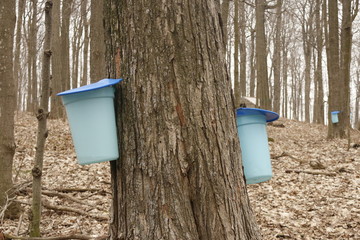 Maple Tapping - Tapping maple trees for their sap in the Spring which will be converted to maple syrup. Photographed in Elmira Ontario Canada