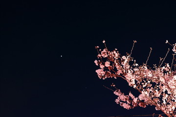 夜桜