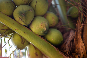 Green young coconuts on a coconut tree - Ko Chang, Thailand, April 2018