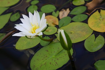 白い２輪のハスの花