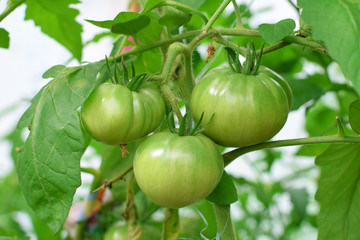 Green tomatoes on thick branch in greenhouse