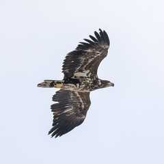 white-tailed eagle