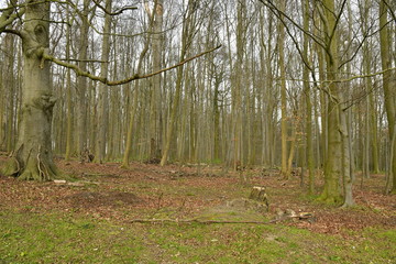 Bois aux jeunes hêtres au parc de Tervuren à l'est de Bruxelles