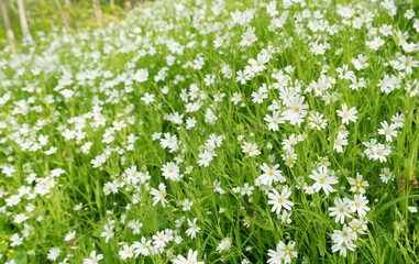 Obraz na płótnie Canvas Stellaria holostea. Wild white spring flowers in grass