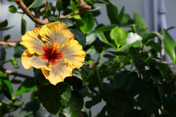 ハイビスカス
