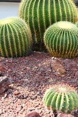 サボテン　金鯱