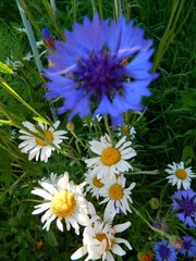 сад и огород