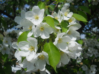 сад и огород