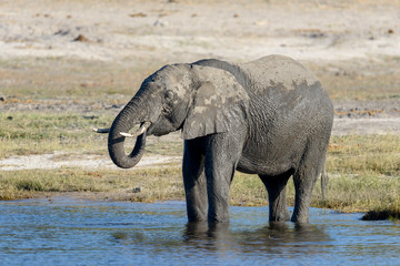 Fototapeta premium Elefant