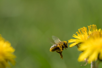 Honey bee flying to a dandelion to collect pollen