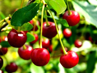 сад и огород