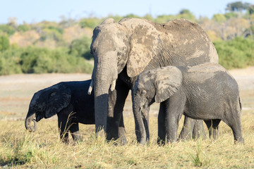 Fototapeta premium Elefanten