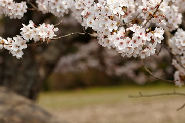 桜