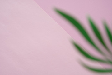 Tropical leaves on pastel pink background. minimal concept.