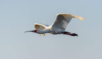 Vogel