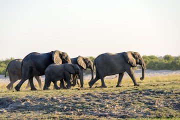 Fototapeta na wymiar Elefantenfamilie