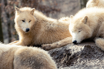 Obraz premium wolves in winter