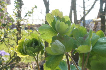 green, leaf, plant, nature, leaves, tree, agriculture, food, garden, vegetable, flower, summer, spring, field, fresh, branch, growth, natural, organic, healthy, grape, 