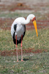 Storch