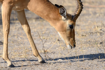 Antilope