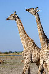 Giraffen